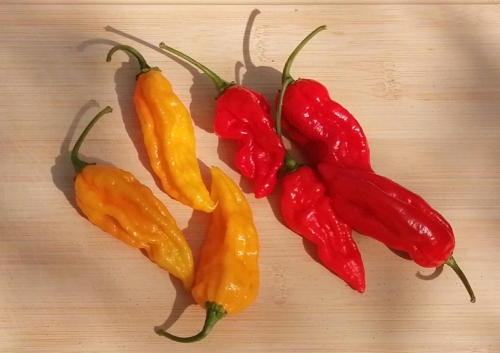 fatalii cerstve_500